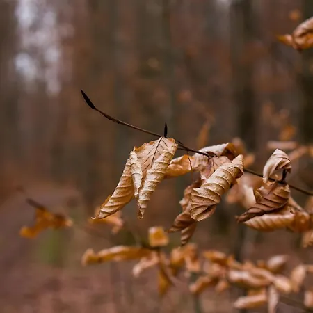 Zum Jungen Fritz Gast- Logierhaus 게스트하우스 3*