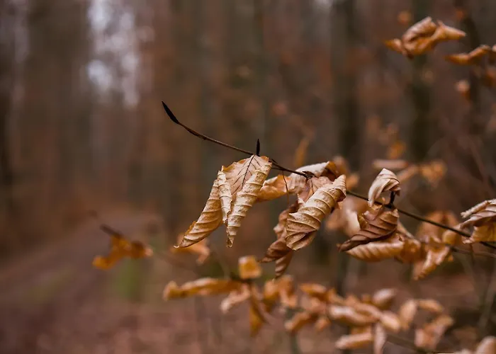 Zum Jungen Fritz Gast- Logierhaus بيت ضيافة 3*